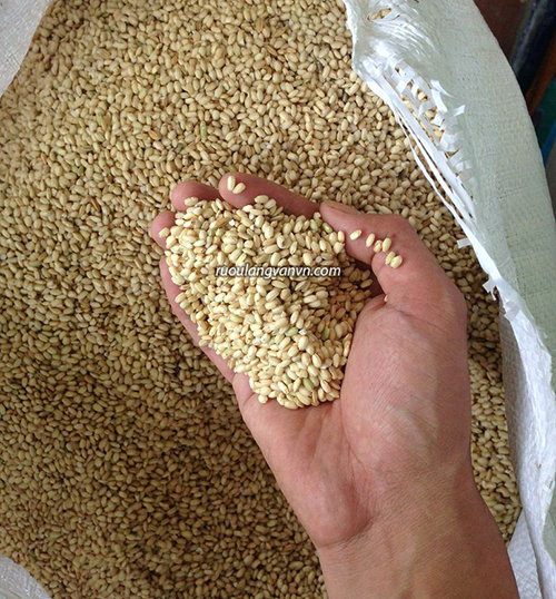 Gạo nếp cái hoa vàng