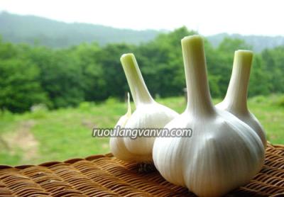 Tìm hiểu về những tác dụng của tỏi và tỏi đen