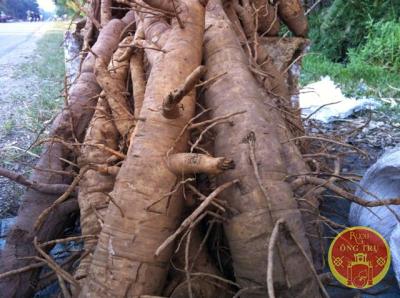 Củ rừng lạ vô danh, giả nhân sâm, đinh lăng?