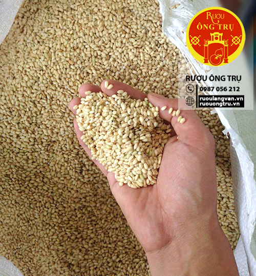Chọn gạo nếp cái hoa vàng chuẩn ngon