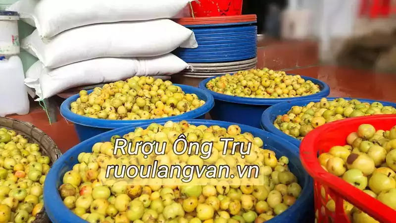 Táo mèo được lựa chọn từ các tỉnh vùng núi phía Bắc