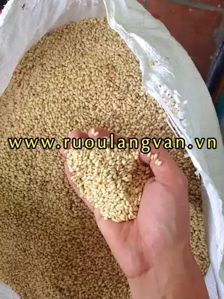 gạo nếp cái hoa vàng